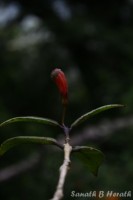 Aeschynanthus ceylanicus Gardner